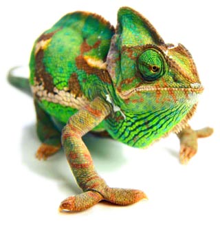 Chameleon